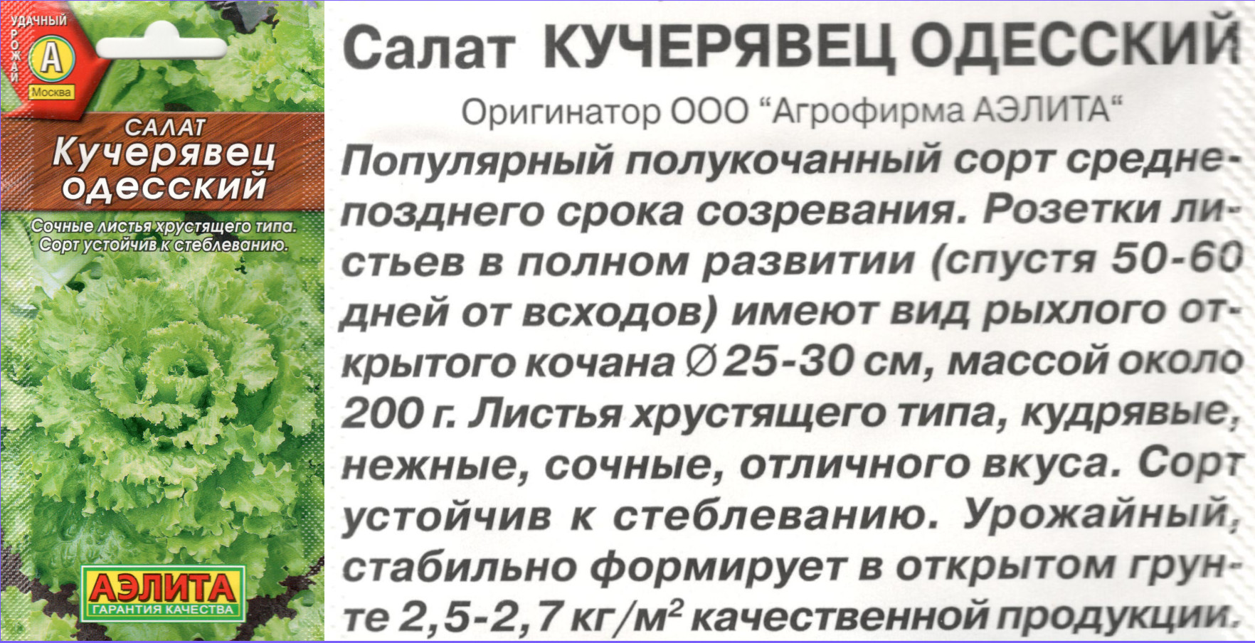 картинка Салат Кучерявец Одесский 0,5 гр. полукочанный $ / Аэлита интернет-магазин "Дачник"