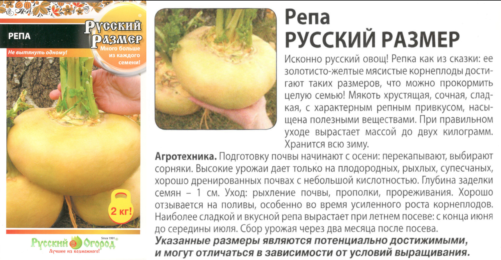 картинка Репа 300 шт. Русский размер $ РО интернет-магазин "Дачник"