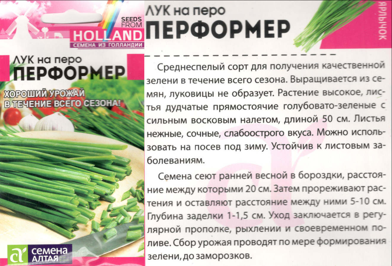 картинка Лук Перформер 0,2 гр. на перо $ Семена Алтая интернет-магазин "Дачник"