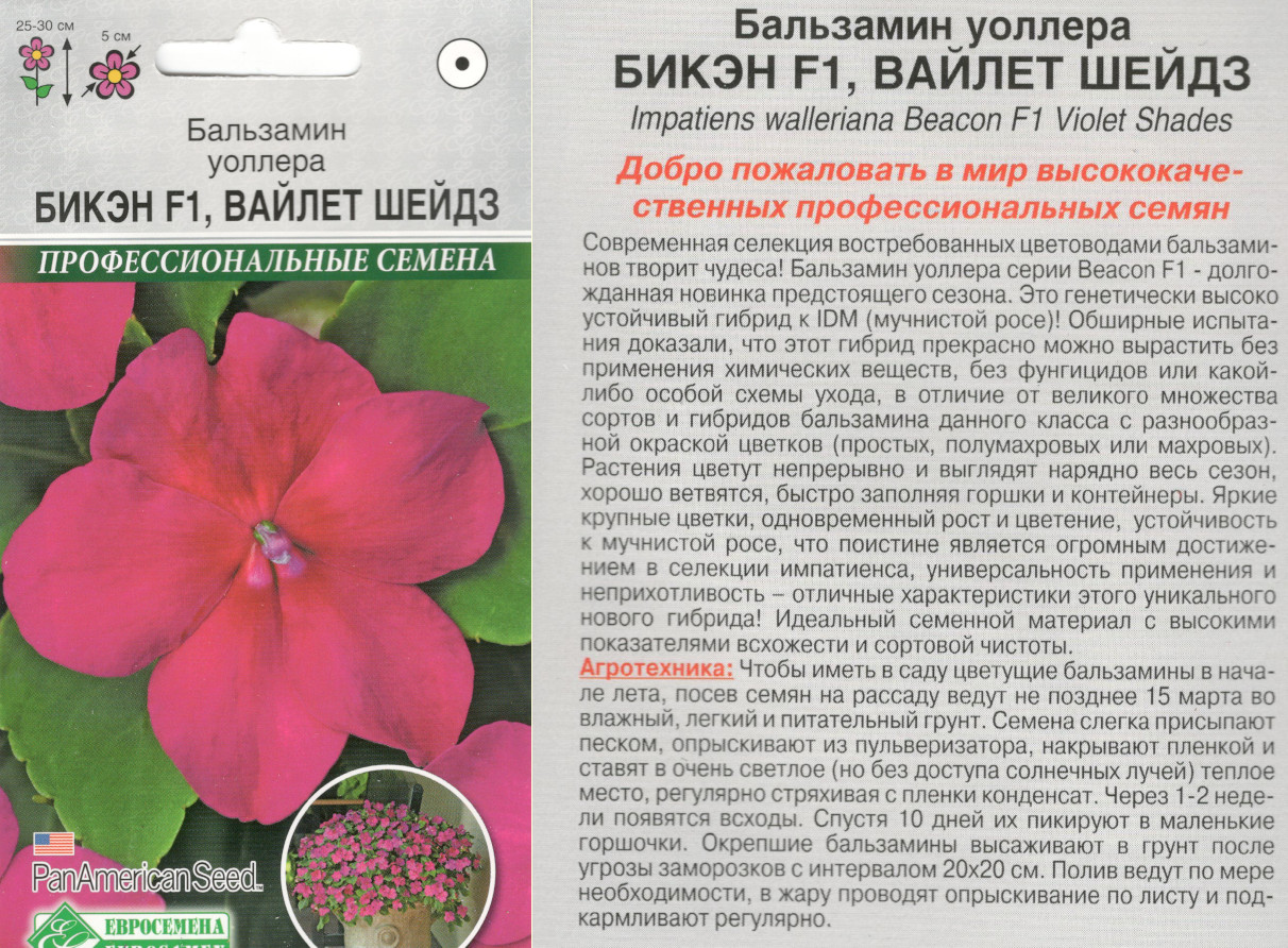 картинка Бальзамин Бикэн 5 шт. Вайлет Шейз $ ЕС интернет-магазин "Дачник"