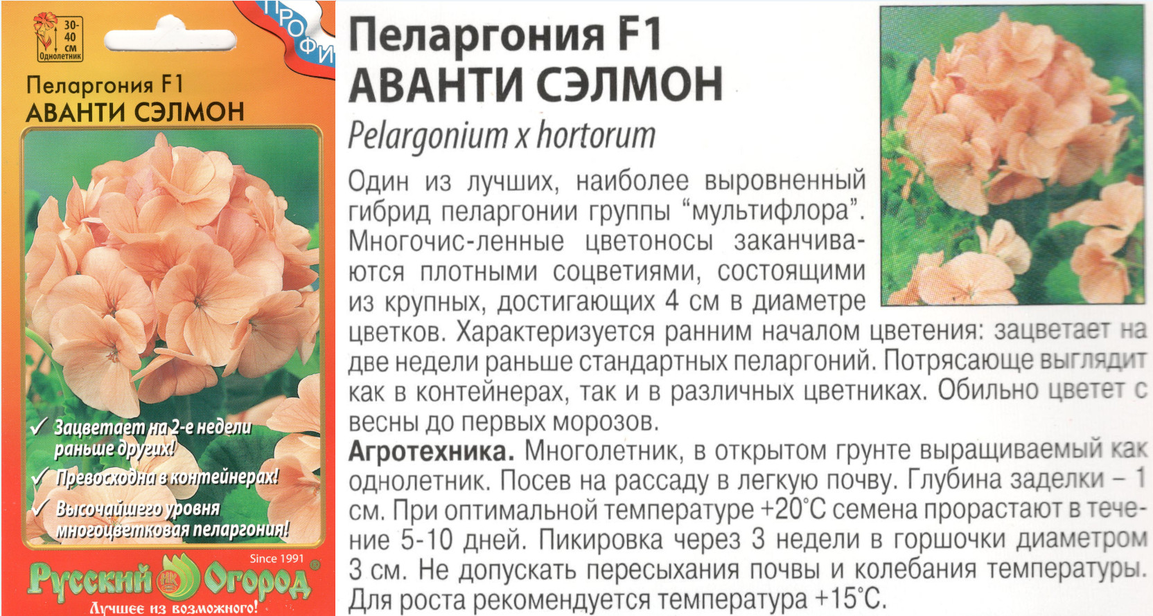 картинка Пеларгония Аванти 5 шт. Сэлмон (комн.) $ РО интернет-магазин "Дачник"