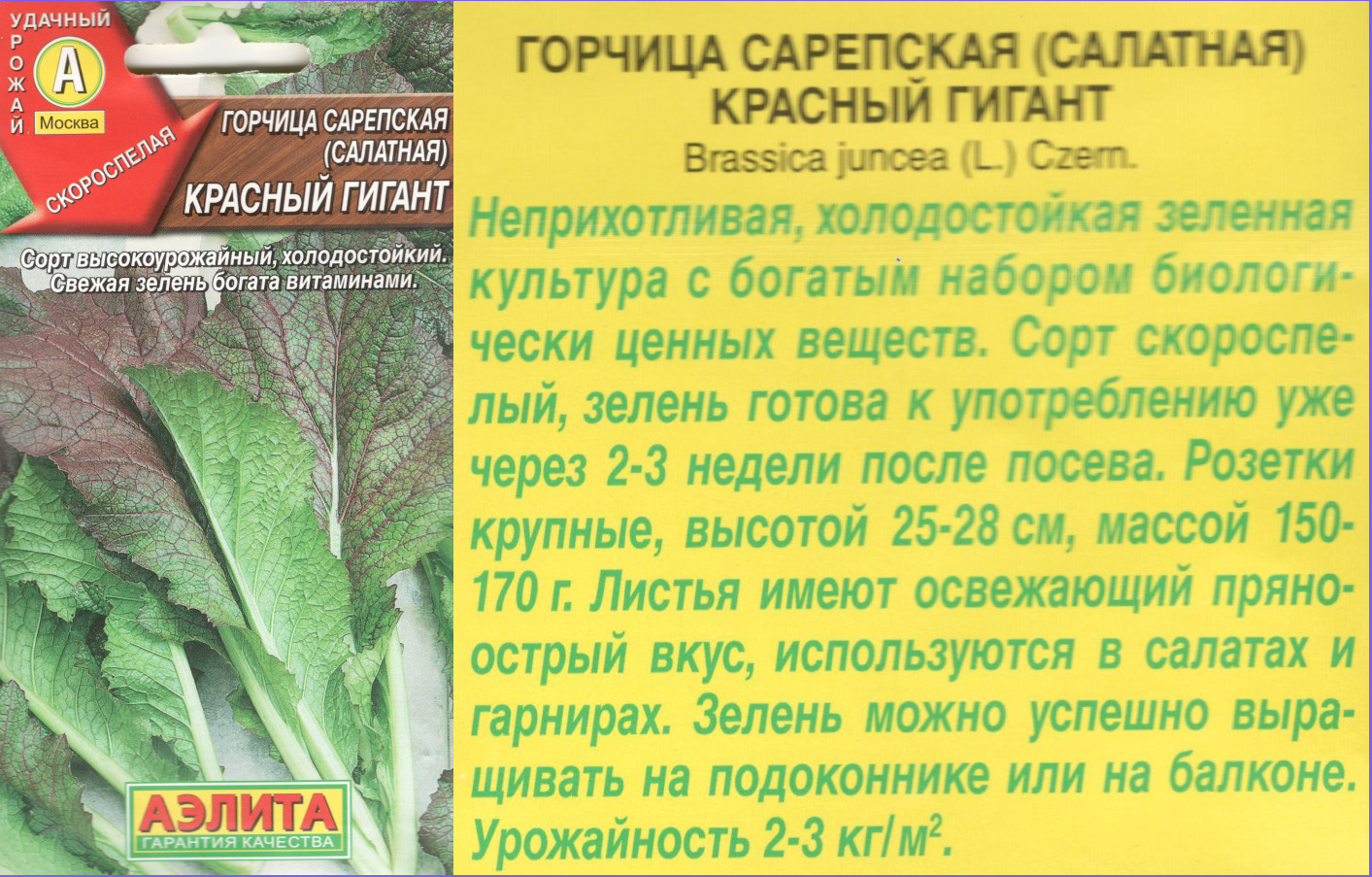 картинка Горчица Красный гигант 0,5 гр. салатная $ / Аэлита интернет-магазин "Дачник"
