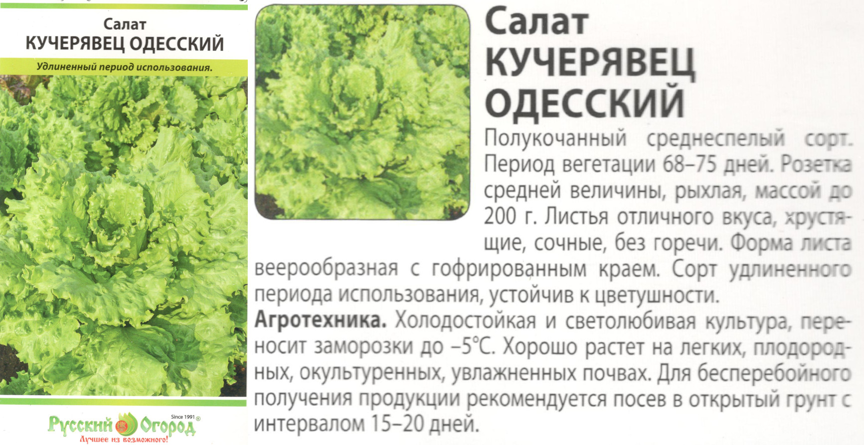 картинка Салат Кучерявец Одесский 1 гр. $ (кочанный) РО интернет-магазин "Дачник"