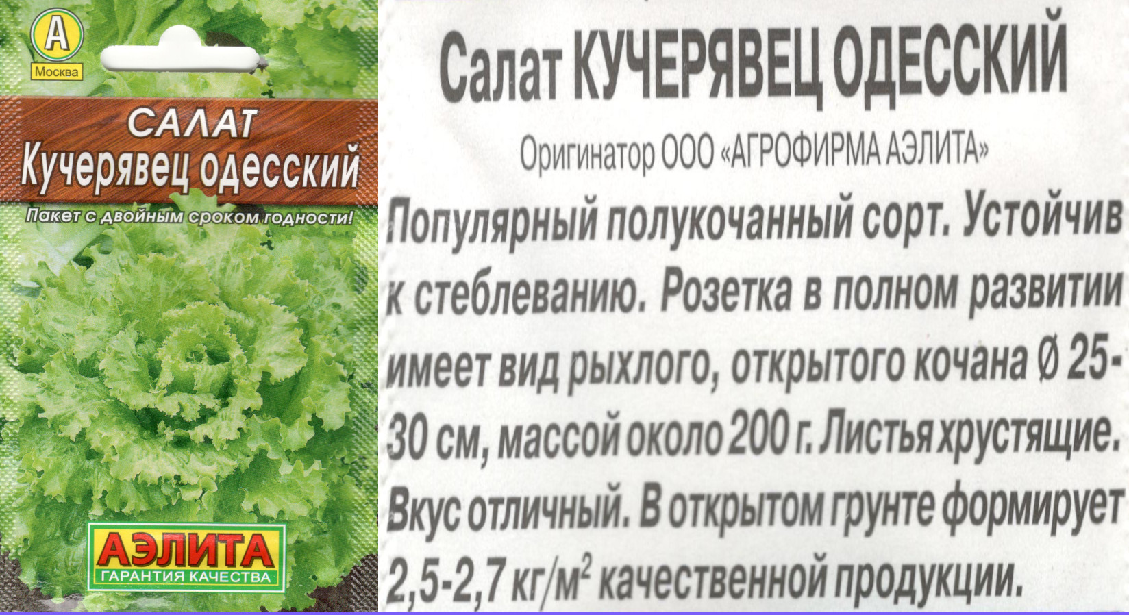 картинка Салат Кучерявец одесский 0,5 гр. $ (Лидер) Аэлита интернет-магазин "Дачник"