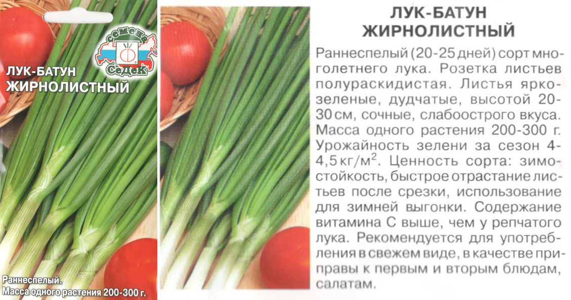 картинка Лук Жирнолистный 1 гр. $ Батун / Седек  интернет-магазин "Дачник"