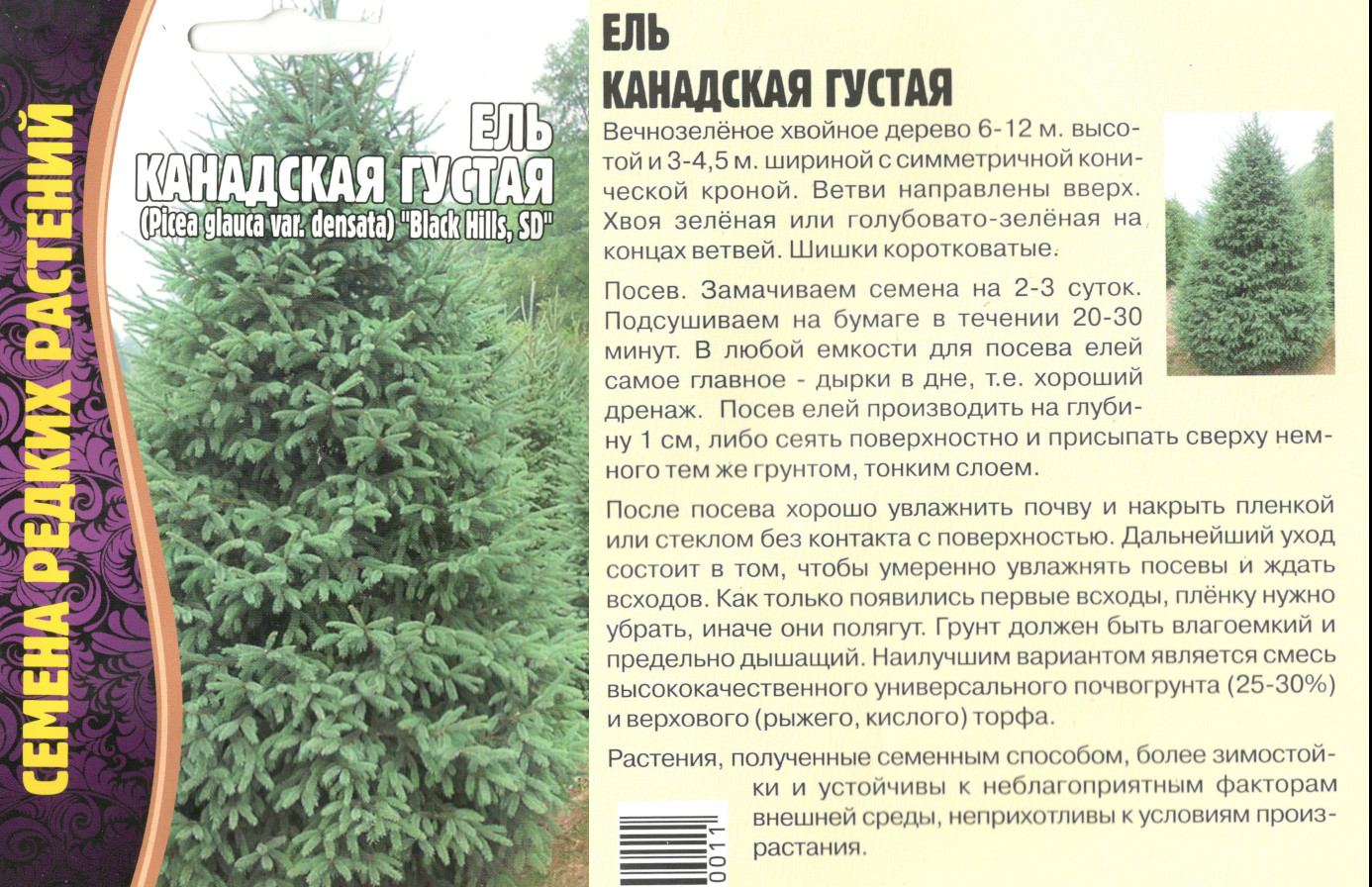 картинка Ель Канадская густая 10 шт. $ РедОв интернет-магазин "Дачник"