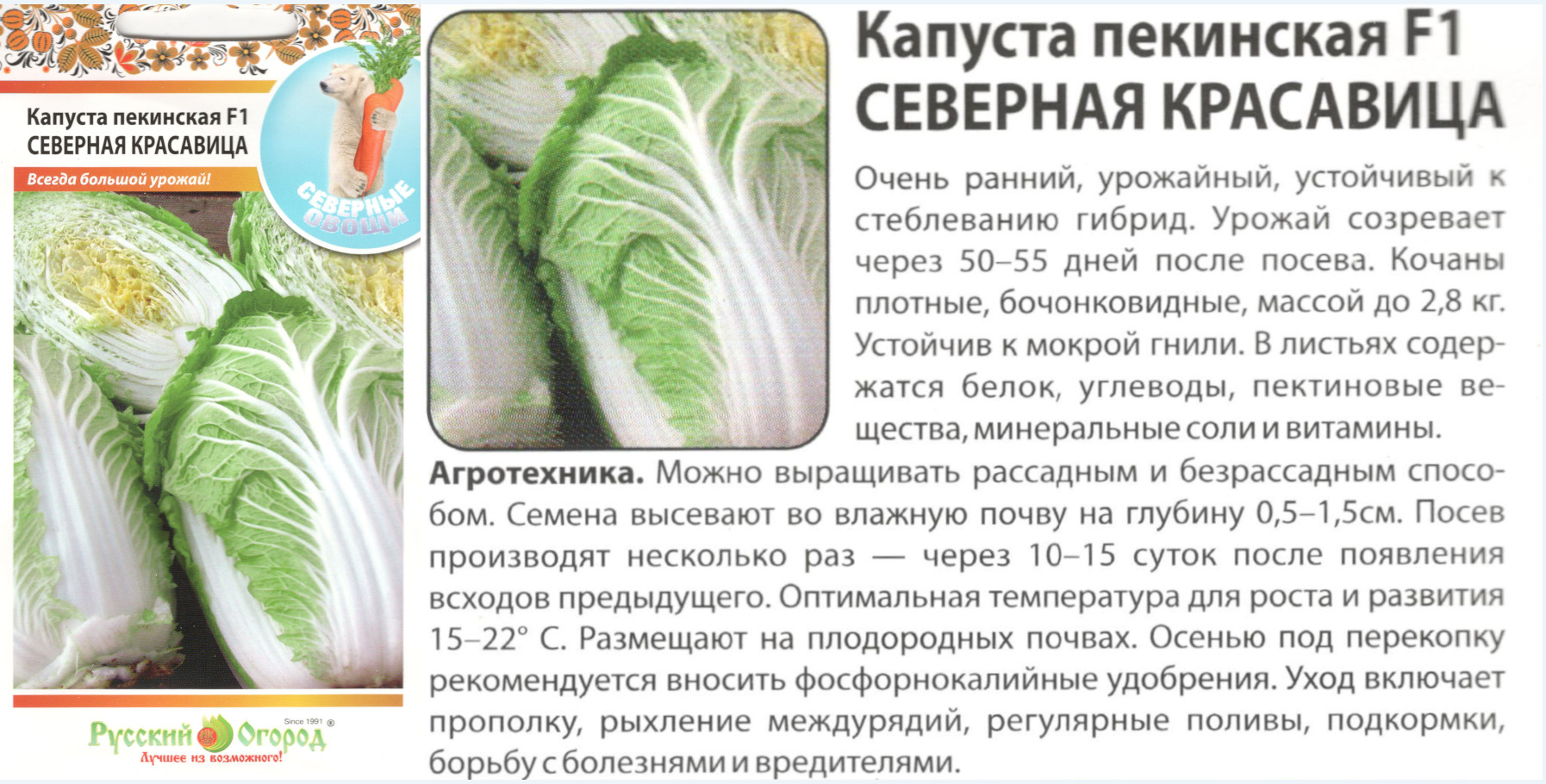 картинка Капуста Северная красавица 50 шт. пекинская $ РО интернет-магазин "Дачник"